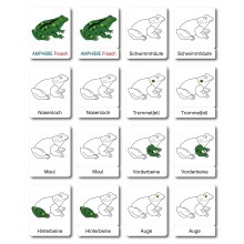 Frosch - Klassifikationskarten - Deutsch
