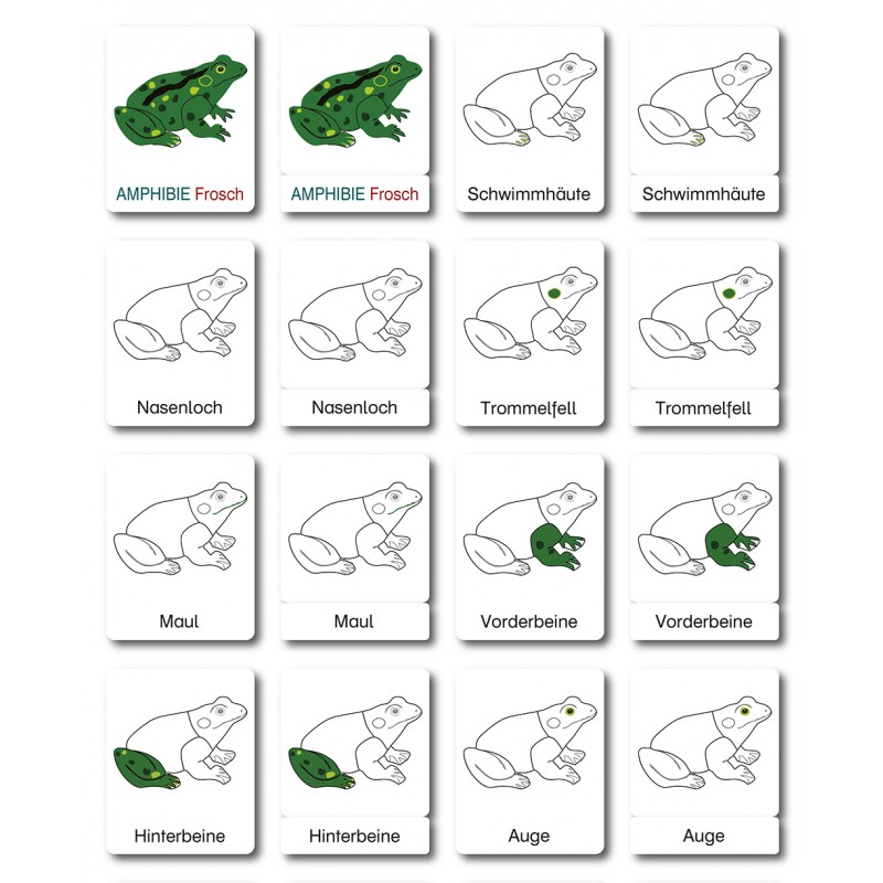 Frog - Classification Cards - German
