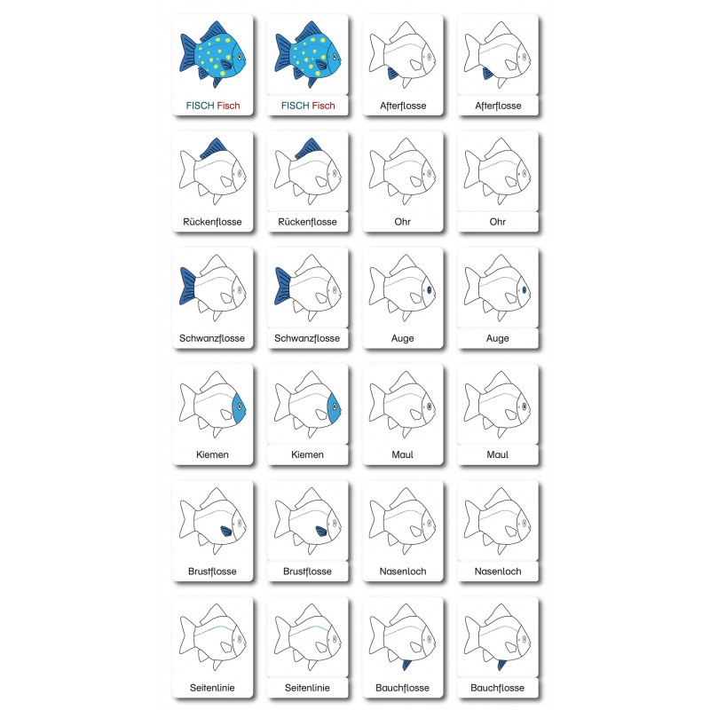 Fisch - Klassifikationskarten - Deutsch Fisch - Klassifikationskarten - Deutsch