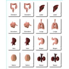 Organe - Klassifikationskarten - Deutsch