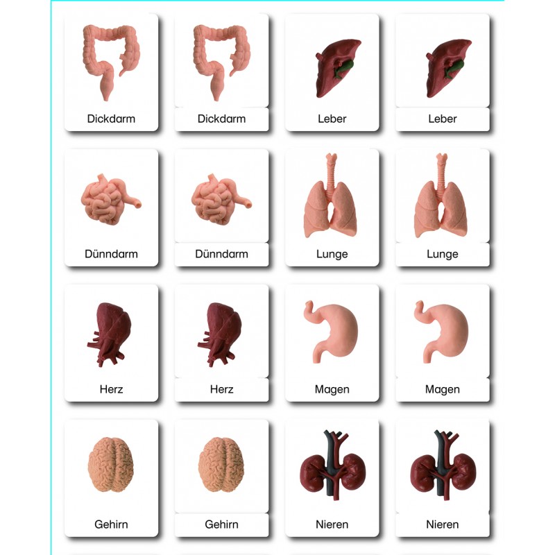 Organs - Classification Cards - German