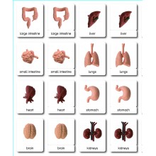 Organe - Klassifikationskarten - Englisch
