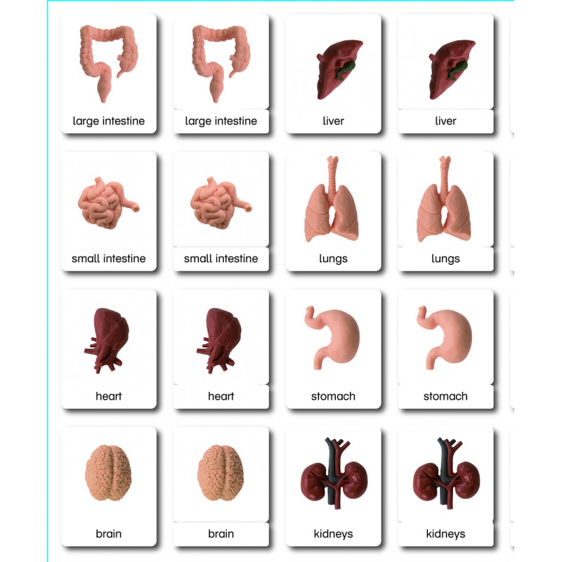 Organs - Classification Cards - English