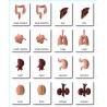 Organe - Klassifikationskarten - Englisch Organe - Klassifikationskarten - Englisch