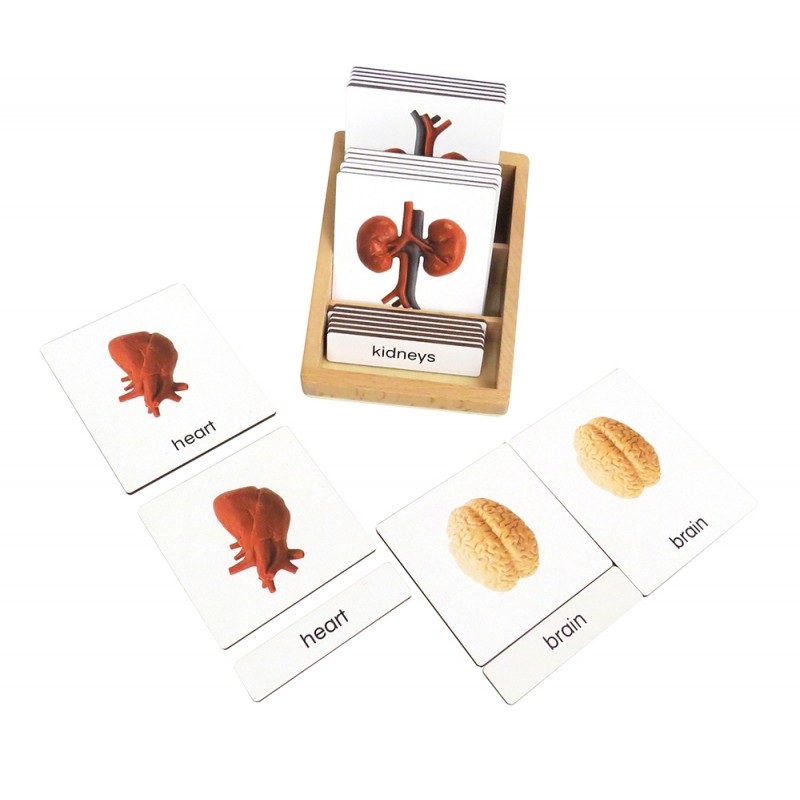 copy of Organe - Klassifikationskarten - Deutsch copy of Organe - Klassifikationskarten - Deutsch