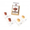 Organs - Classification Cards - English