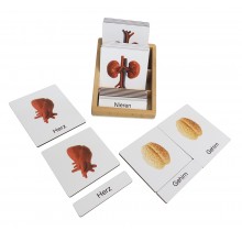 Organe - Klassifikationskarten - Deutsch