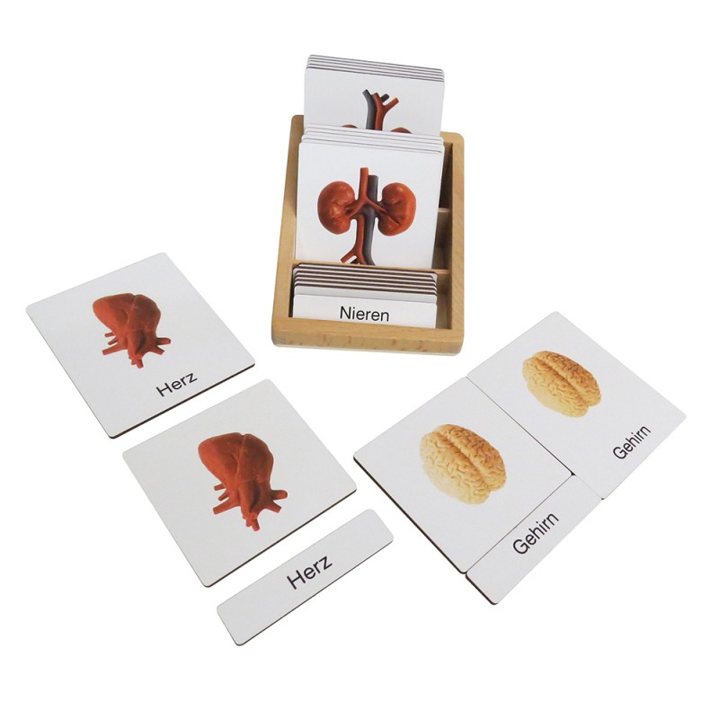 Organs - Classification Cards - German