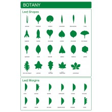 Botanik - Blattformen und Blattränder - Englisch