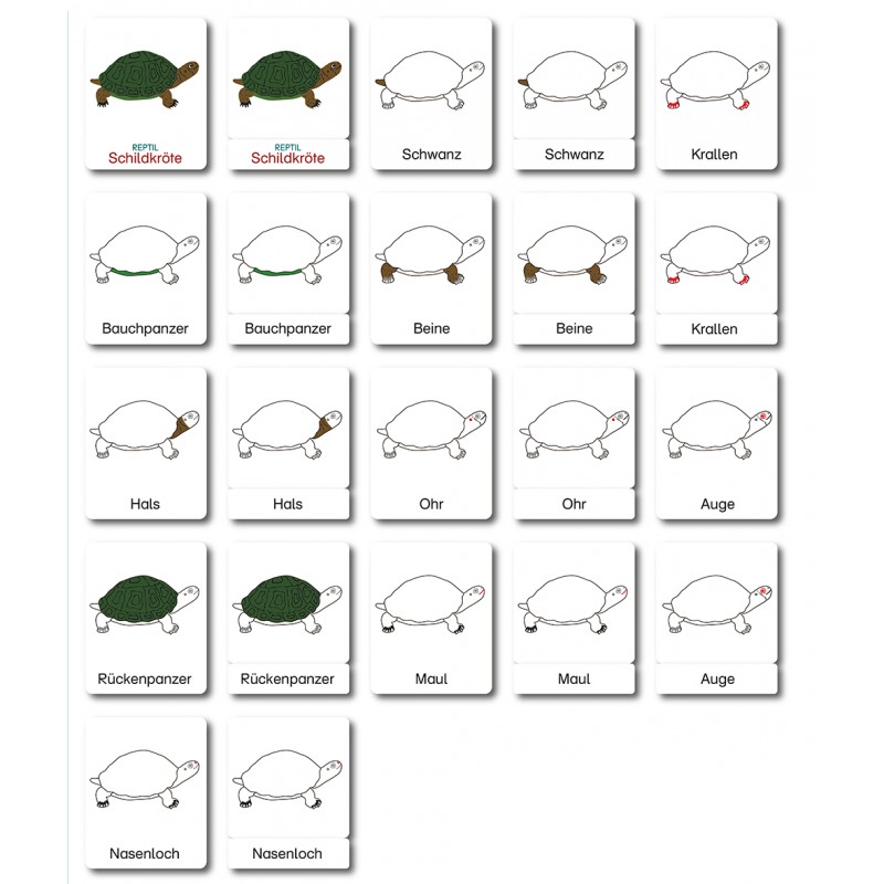 Turtle - Classification Cards - German