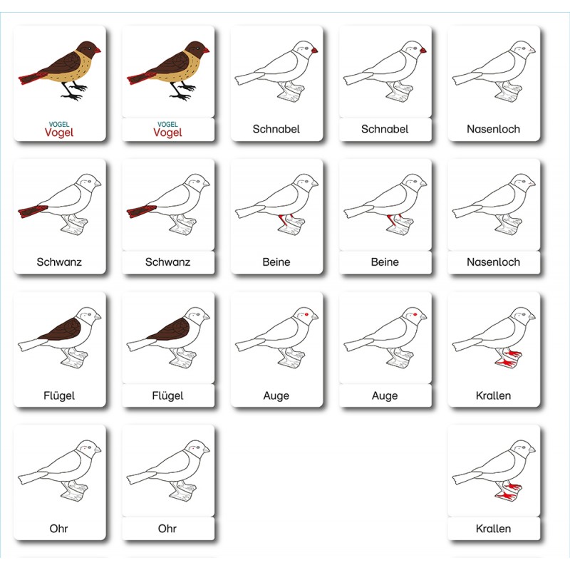 Bird - Classification Cards - German