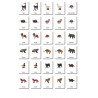 ABC Animals - Classification Cards - German