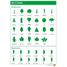 Botany - Leaf Shapes and Leaf Edges - Poster 50 x 70 cm - German