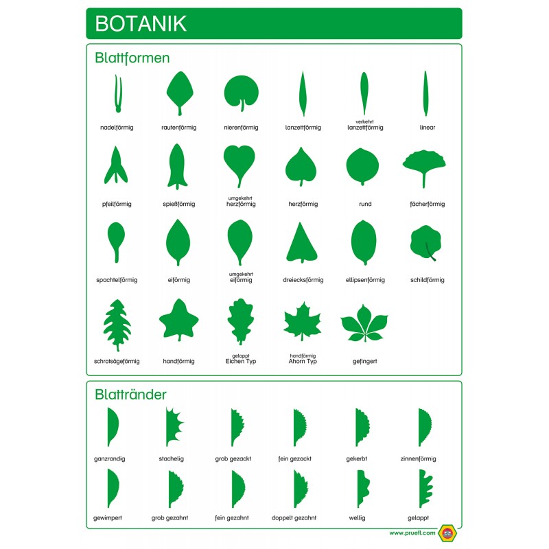 Botanika - Tvar listov a okraje listov - Plagát 50 x 70 cm - Nemčina