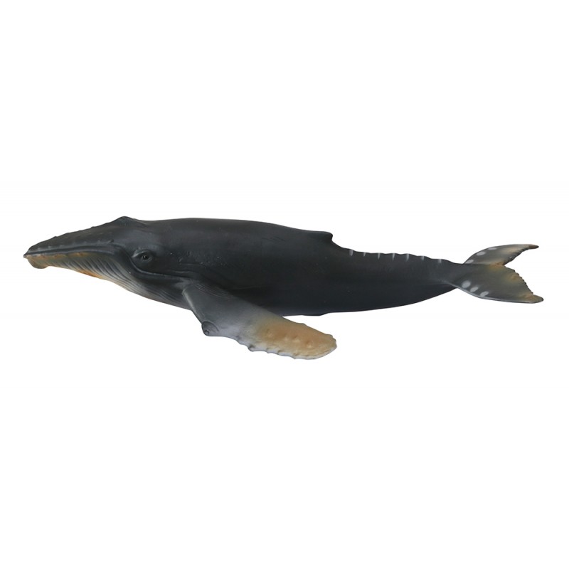 Animals from polar regions