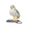 Animals from polar regions