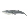 Animals from polar regions