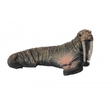 Zvieratá z polárnych oblastí