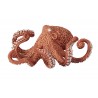 Animals of the Oceans