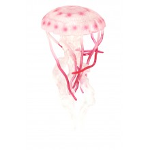 Animals of the Oceans