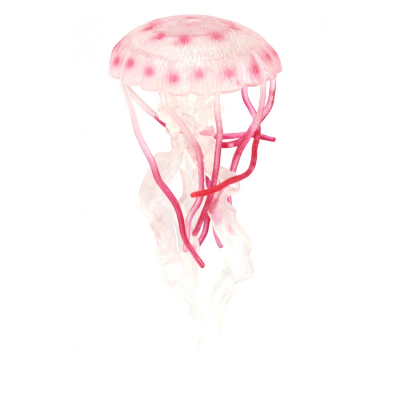 Animals of the Oceans