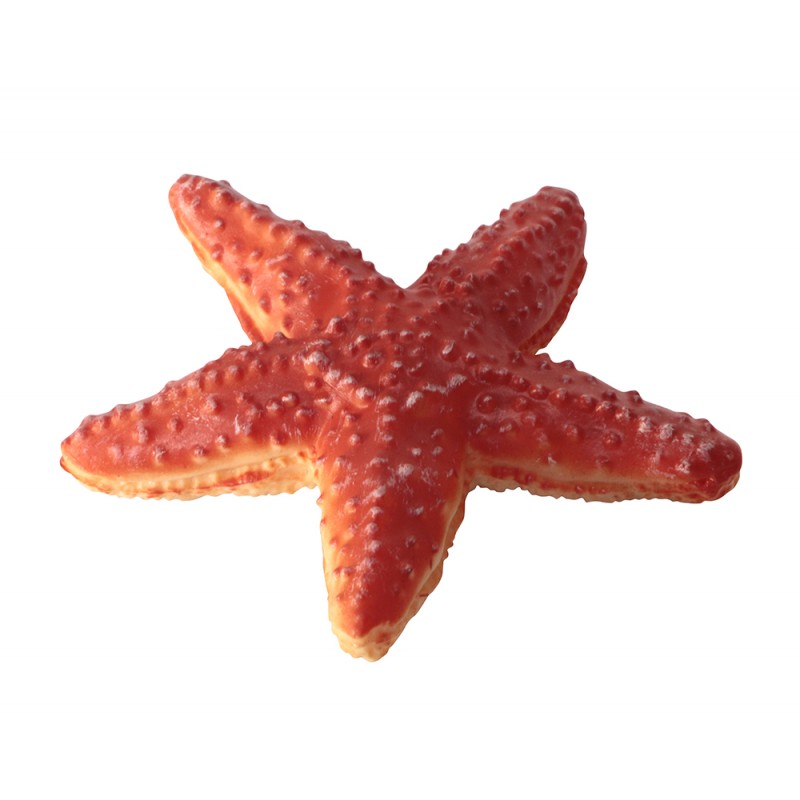 Animals of the Oceans