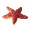 Animals of the Oceans
