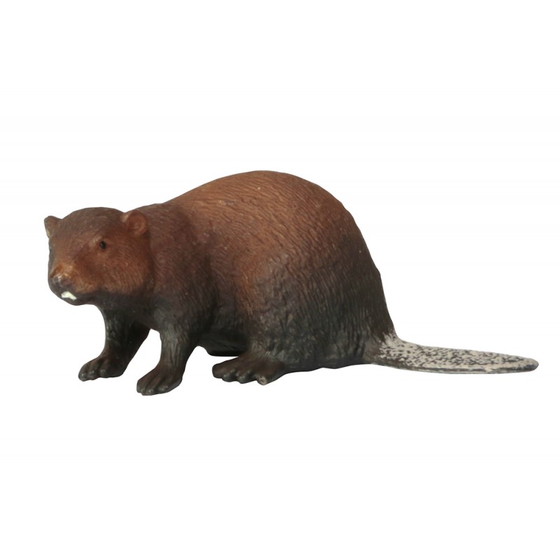 Animals from North America
