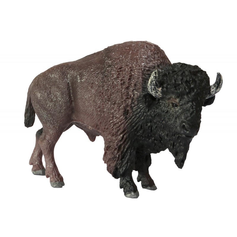 Animals from North America