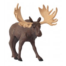 Tiere aus Nordamerika