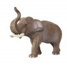 Animals from Asia
