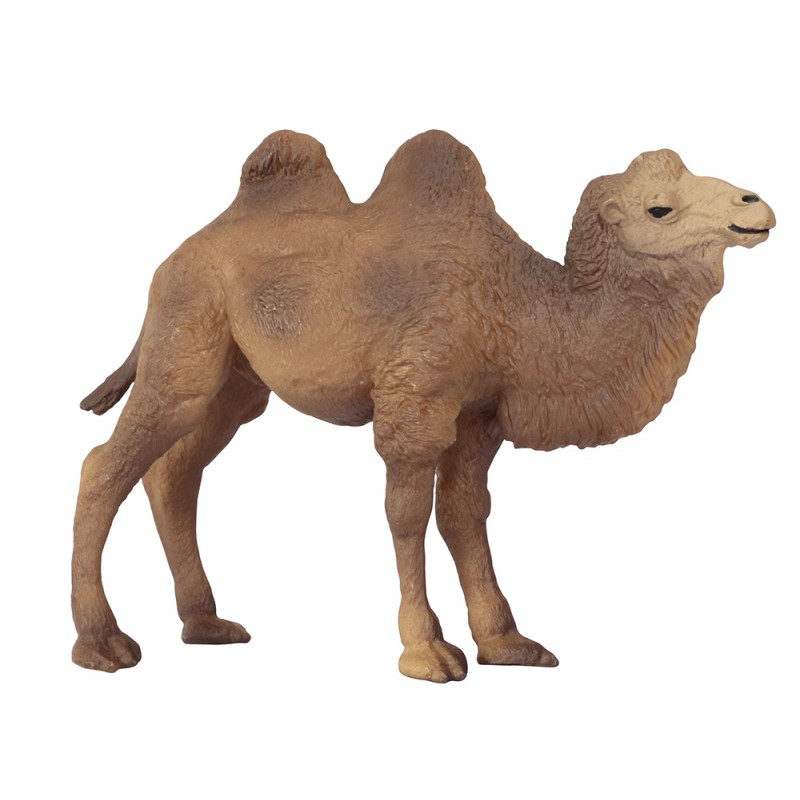 Tiere aus Asien Tiere aus Asien