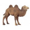 Animals from Asia