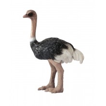Animals from Africa