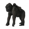 Animals from Africa