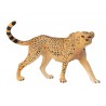 Animals from Africa