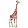 Animals from Africa