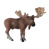 Animals from Europe