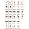 Classification cards - Animals from Africa - German