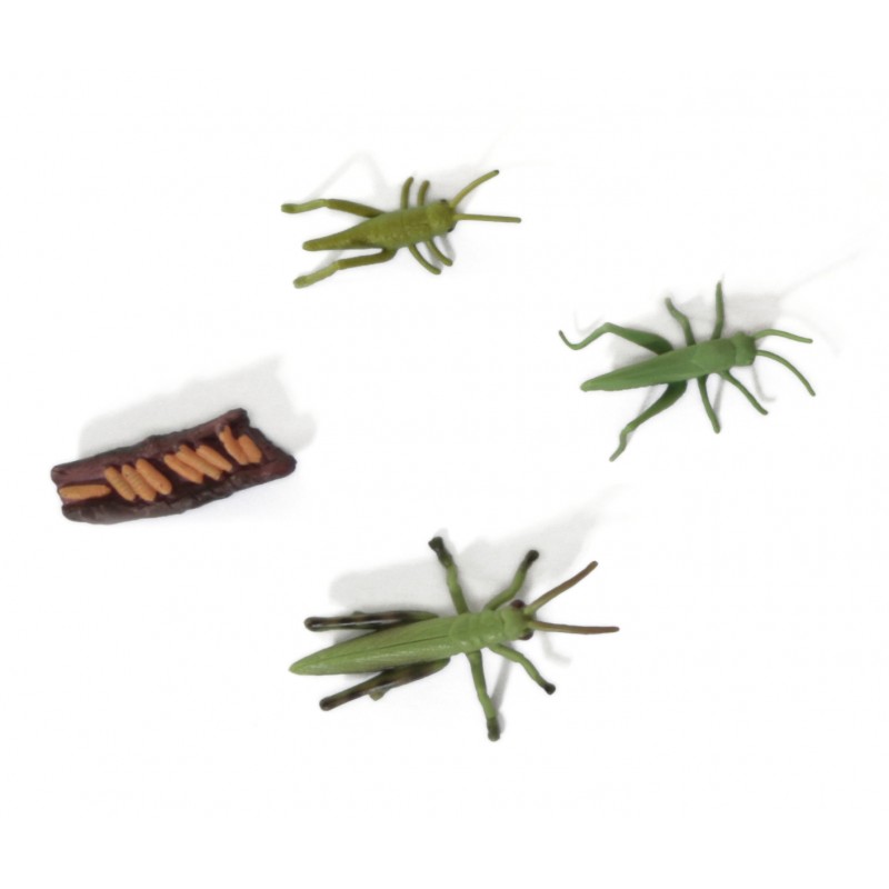 Lebenszyklus Heuschrecke Lebenszyklus Heuschrecke