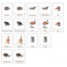 Classification cards - Animals from Australia - German