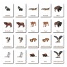 Classification cards - Animals from North America - German