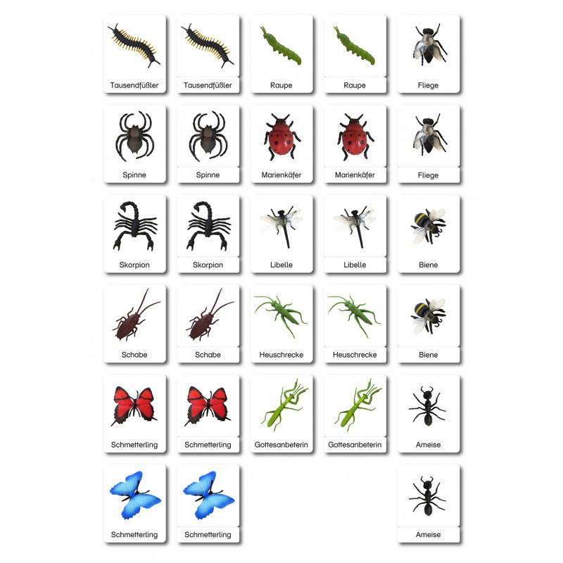 Insekten - Klassifikationskarten - Deutsch Insekten - Klassifikationskarten - Deutsch