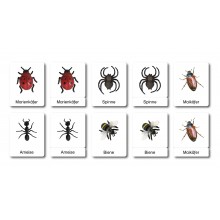 I know insects and spiders - classification cards - German