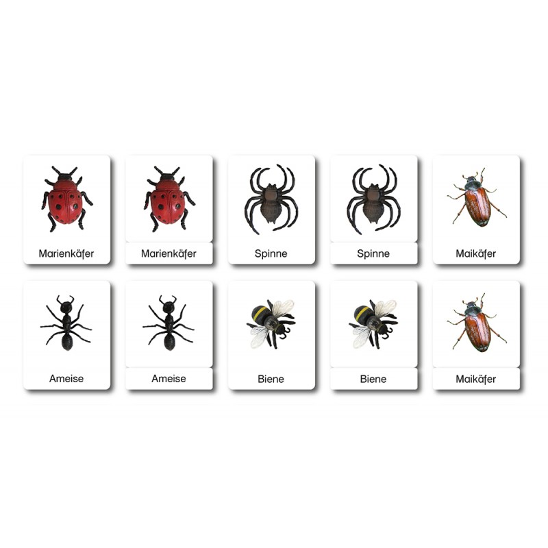 I know insects and spiders - classification cards - German