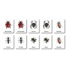 I know insects and spiders - classification cards - German