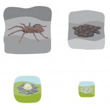 Spinne Wachstumspuzzle