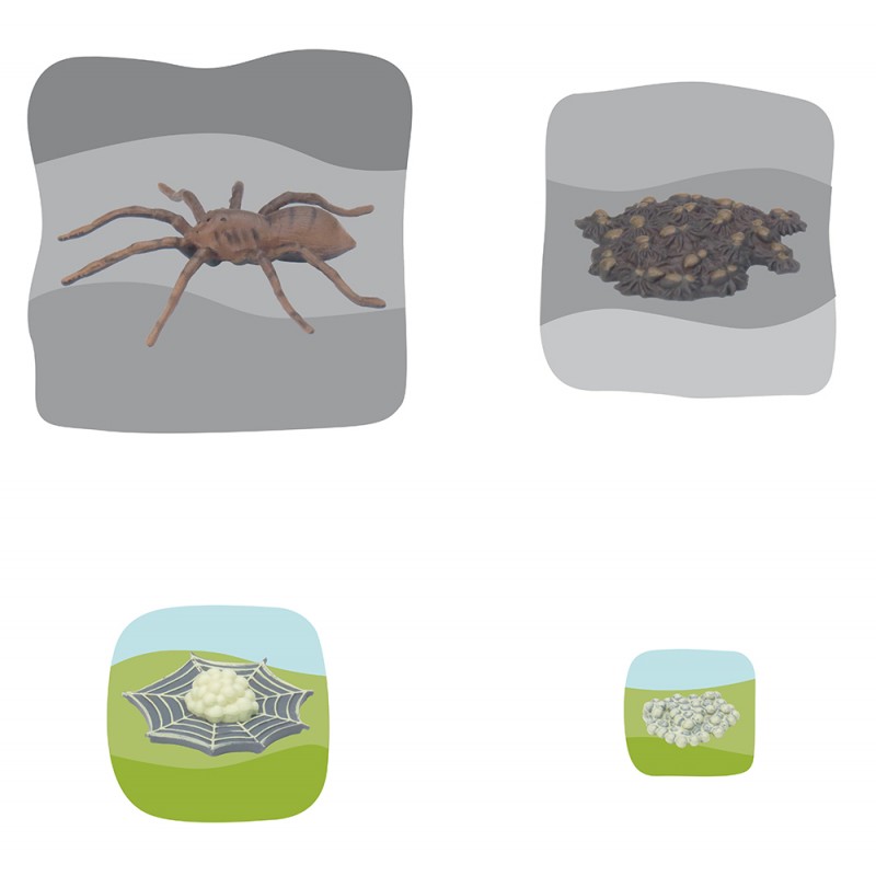 Spinne Wachstumspuzzle Spinne Wachstumspuzzle