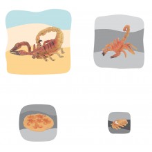 Skorpion Wachstumspuzzle