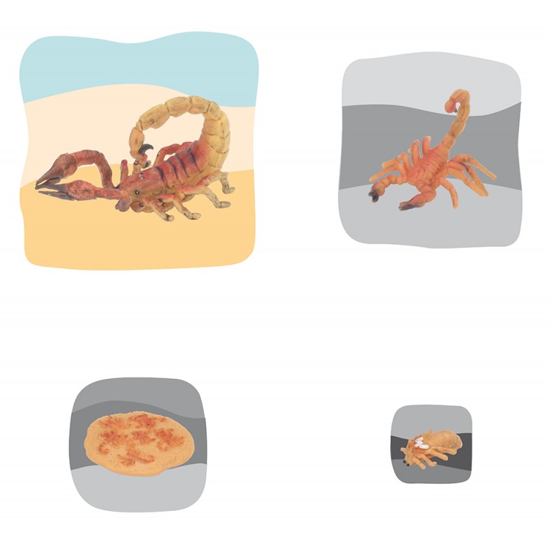 Skorpion Wachstumspuzzle Skorpion Wachstumspuzzle